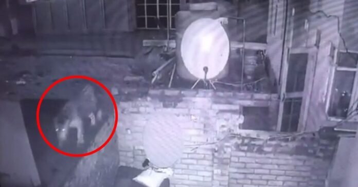 Leap of leopards spotted in the premises of Budgam house Leap of leopards spotted in the premises of Budgam house