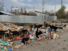 Locals in Pulwama resent garbage dumping along circular road