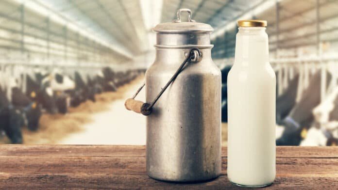 Fresh milk bottle and can on the table in cowshed Dairy Farm - Milk Farm