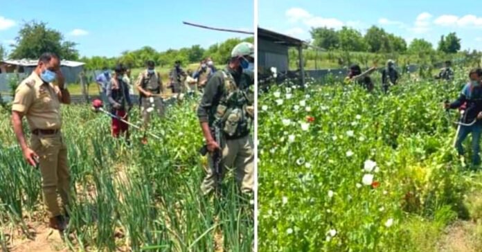Poppy cultivation over 15 kanals destroyed in Tral villages