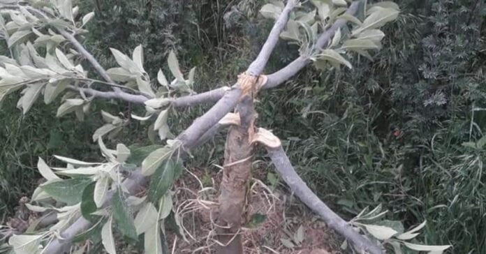 Unknown persons cut down apple trees in Pulwama village