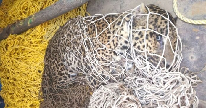 Leopard captured in Budgam Leopard captured in Budgam
