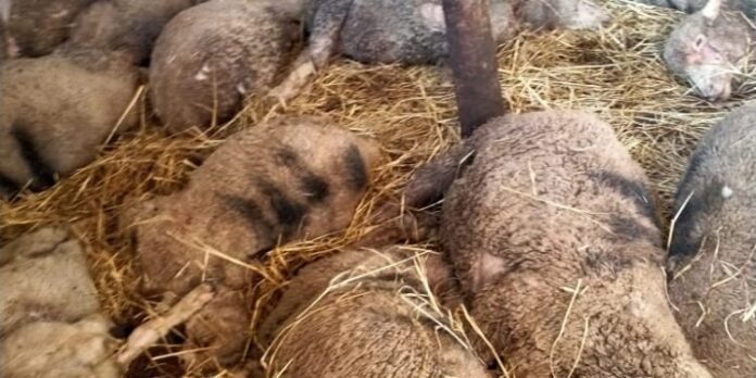 Leopard kills 22 sheep in Kunzer Baramulla