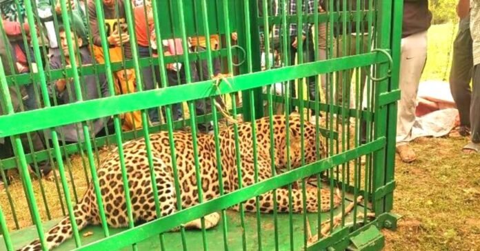 One more leopard captured alive in Budgam village One more leopard captured alive in Budgam village