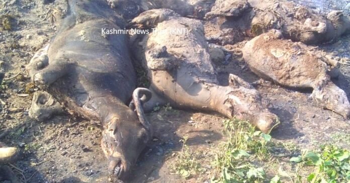 Several buffaloes charred to death in Tral