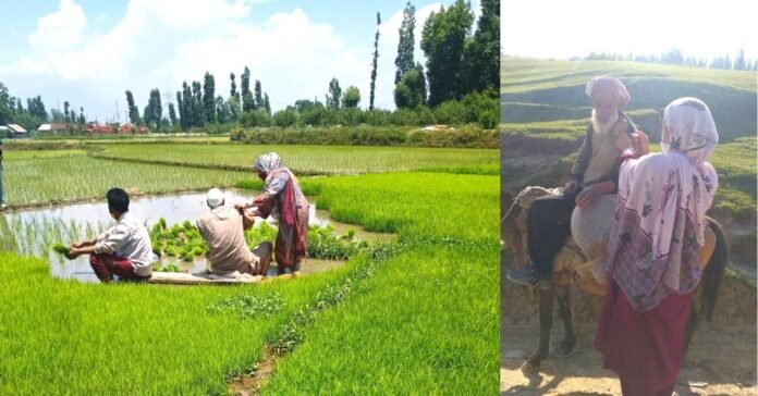 Vaccination in fields, horsebacks in Pulwama questioned