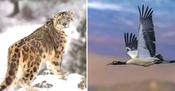 Ladakh declares snow leopard as state animal and black-necked crane as state bird