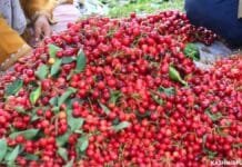 Despite bumper crop, low demand mars hopes of cherry growers in Kashmir Despite bumper crop, low demand mars hopes of cherry growers in Kashmir