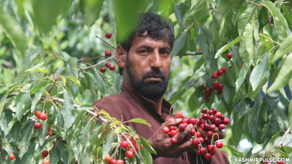Despite bumper crop, low demand mars hopes of cherry growers in Kashmir