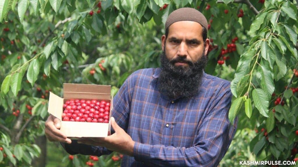 Despite bumper crop, low demand mars hopes of cherry growers in Kashmir