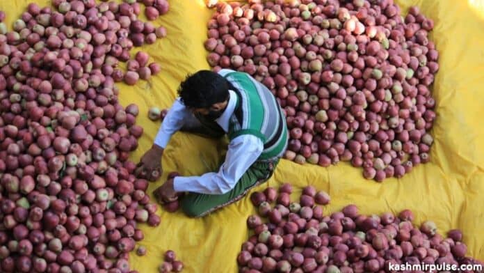 A grower grading apples as per their size in a Pulwama village