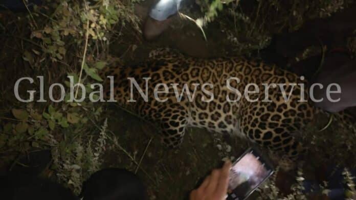 ‘Man-eater’ leopard finally hunted down in Uri