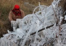 Kashmir braces for cloudy week, wet weather Icicles formed on branches of trees on a cold winter day in Pulwama