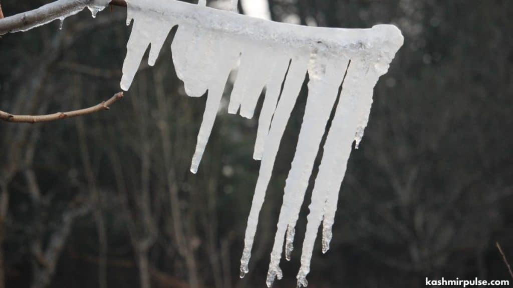 Icicles formed on branches of trees on a cold winter day in Pulwama, J&K