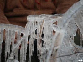 Sonamarg coldest as night chill grips Kashmir Valley Icicles formed on branches of trees on a cold winter day in Pulwama, Kashmir