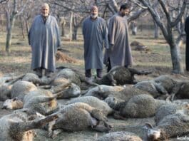 Toxic water kills 31 sheep in Pulwama village