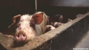 Population of pigs increasing thick and fast in Kashmir