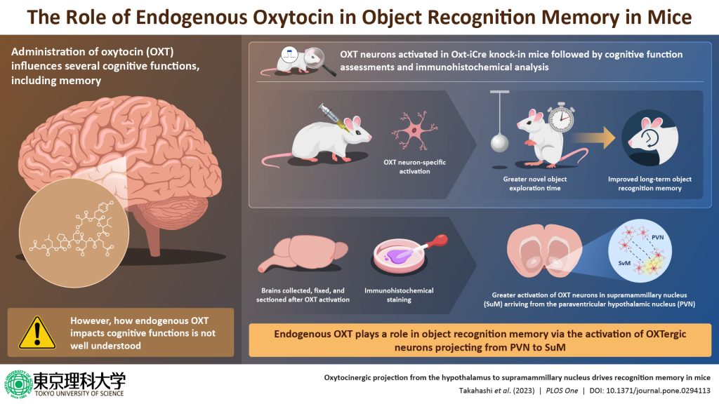 Role of Endogenous Oxytocin in Object Recognition Memory in Mice