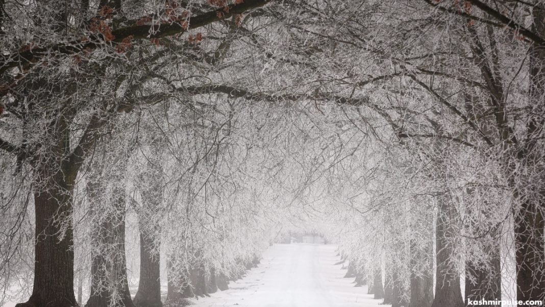 Snow - Winter