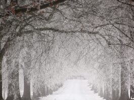 Snow - Winter