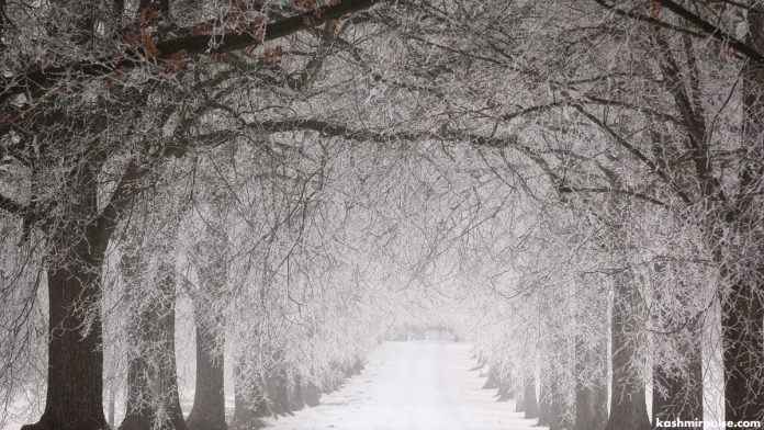 Snow - Winter Snow - Winter