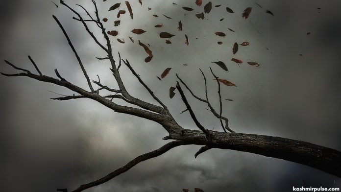 Wind - Branch - Leaves - Tree