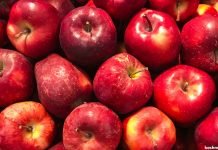 Kashmir’s high-density apple orchards deliver higher returns as prices hit ₹200/kg Kashmiri apples
