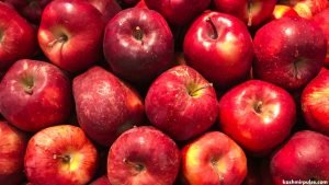 Kashmir’s high-density apple orchards deliver higher returns as prices hit ₹200/kg