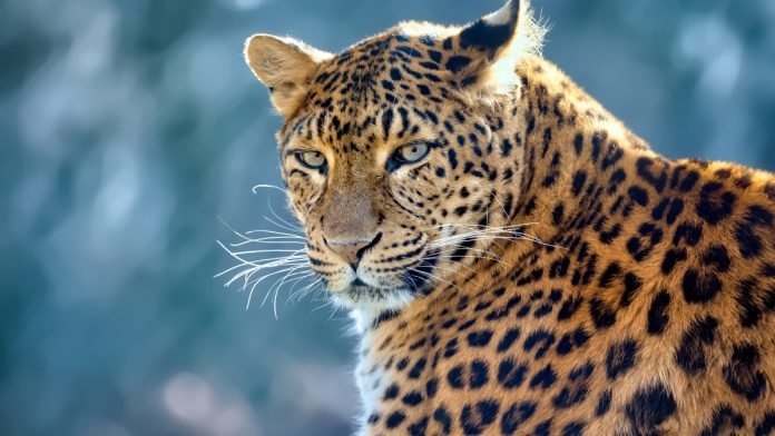 Leopard