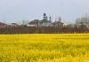 Spring Blooms in Kashmir: A glimpse into Pulwama’s picturesque seasonal transformation Vibrant mustard blooms against the backdrop of an apple orchard, a grand mosque in a Pulwama village