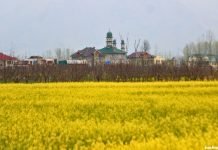 Spring Blooms in Kashmir: A glimpse into Pulwama’s picturesque seasonal transformation Vibrant mustard blooms against the backdrop of an apple orchard, a grand mosque in a Pulwama village