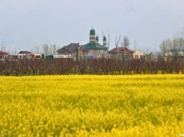 Vibrant mustard blooms against the backdrop of an apple orchard, a grand mosque in a Pulwama village