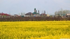 Spring Blooms in Kashmir: A glimpse into Pulwama’s picturesque seasonal transformation
