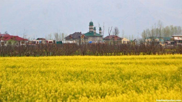 Spring Blooms in Kashmir 1 Vibrant mustard blooms against the backdrop of an apple orchard, a grand mosque in a Pulwama village