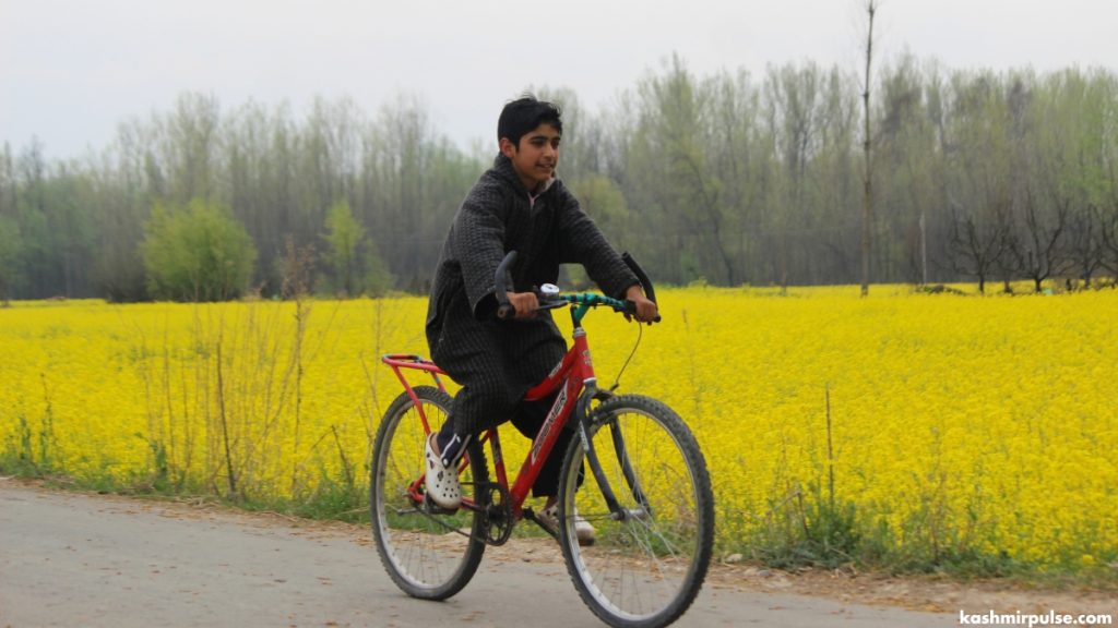 A young boy adds a touch of innocence and joy to the landscape as he navigates the narrow lanes of a Pulwama village on his bicycle, with the golden mustard fields stretching endlessly behind him