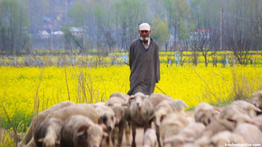 A glimpse into the pastoral life of Kashmir, as a man tends to his sheep herd against the backdrop of mustard blooms