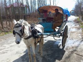 Traditional horse cart provides nostalgic journey on Pulwama roads