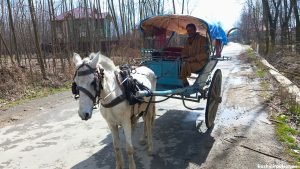 Traditional horse cart provides nostalgic journey on Pulwama roads