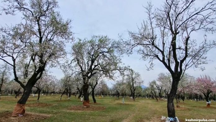 An almond orchard surrounding Plastic Waste Management plant in Newa Pulwama