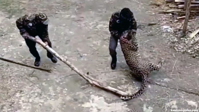 Leopard captured alive after injuring five in Ganderbal Leopard captured alive after injuring five in Ganderbal