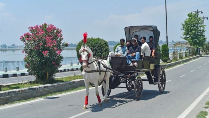 Srinagar youths revive traditional horse cart rides to attract tourists Srinagar youths revive traditional horse cart rides to attract tourists