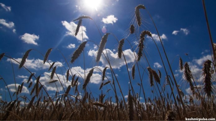 Crops - Heatwave - Dry Spell Crops - Heatwave - Dry Spell
