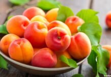 Ladakh’s apricots gain global recognition as orchards flourish at foothills of Tiger Hill Apricots - Fruits