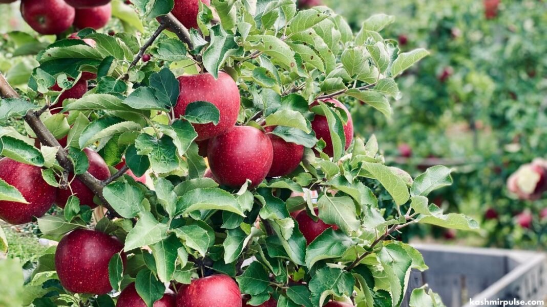 High-density apple farming proves game-changer for J&K growers High-density Apples