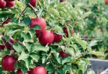 Kashmir sees shift to high-density apple cultivation as growers seek higher returns High-density Apples