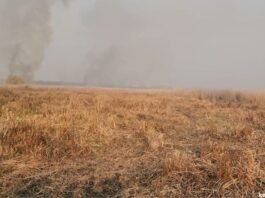 Shallabugh Wetland dries up, migratory birds absent