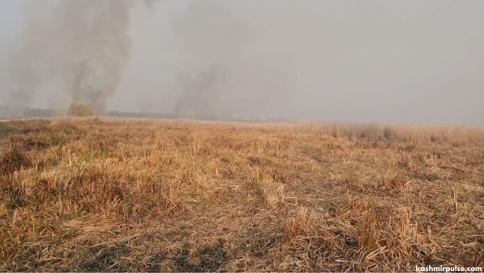 Shallabugh Wetland dries up, migratory birds absent Shallabugh Wetland dries up, migratory birds absent