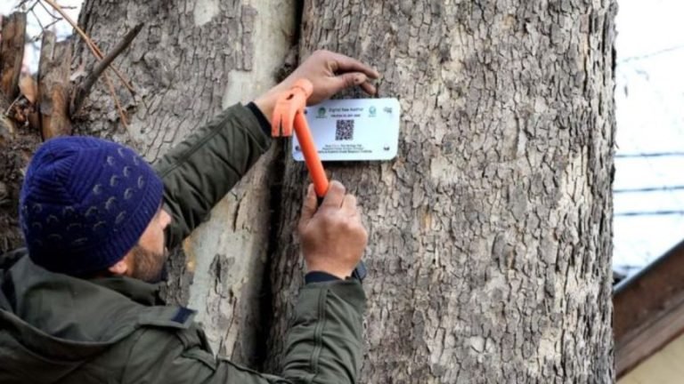 J-K’s Chinar trees now digitally tracked with 28,000 documented in four years
