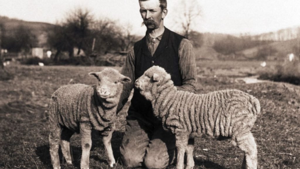 An old sheep farmer with a pair of wrinkled Merino sheep