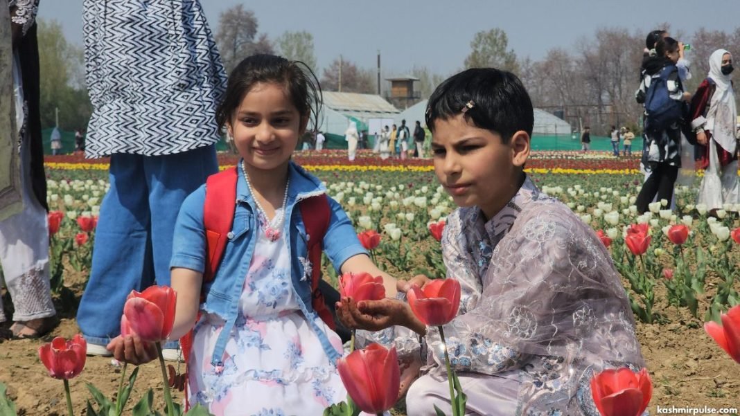 Beyond Medicine: CSIR-IIIM Pulwama celebrates first Tulip Festival, eyes local bulb production